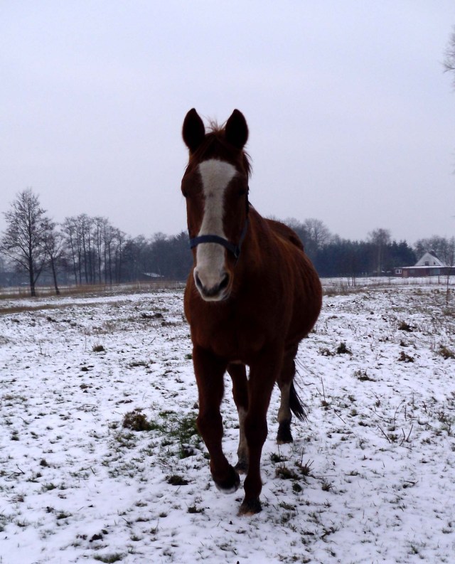 Pferde-i-Schnee-geht-5