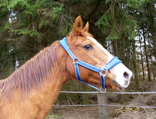 Miranda-Halfter-neu-6