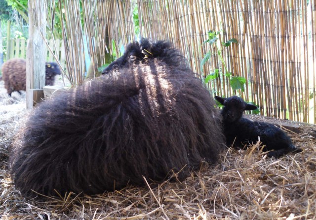 Ante-Baby-26.05.2012