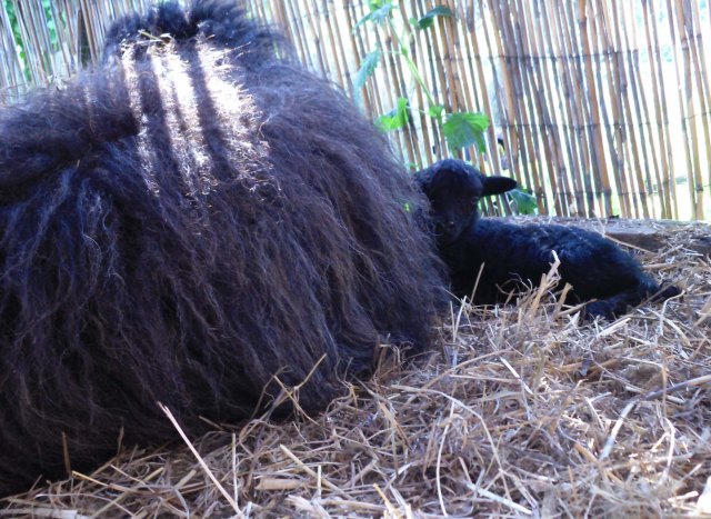 Ante-Baby-26.05.2012-2