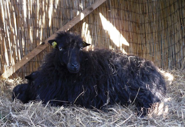 Ante-Baby-a-26.05.2012