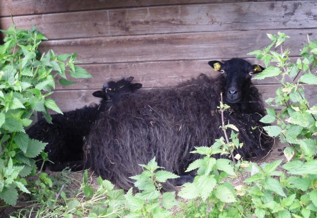 Ante-Conrad-15.07.2012