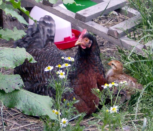 Berta-Mutterglück-3.Woche