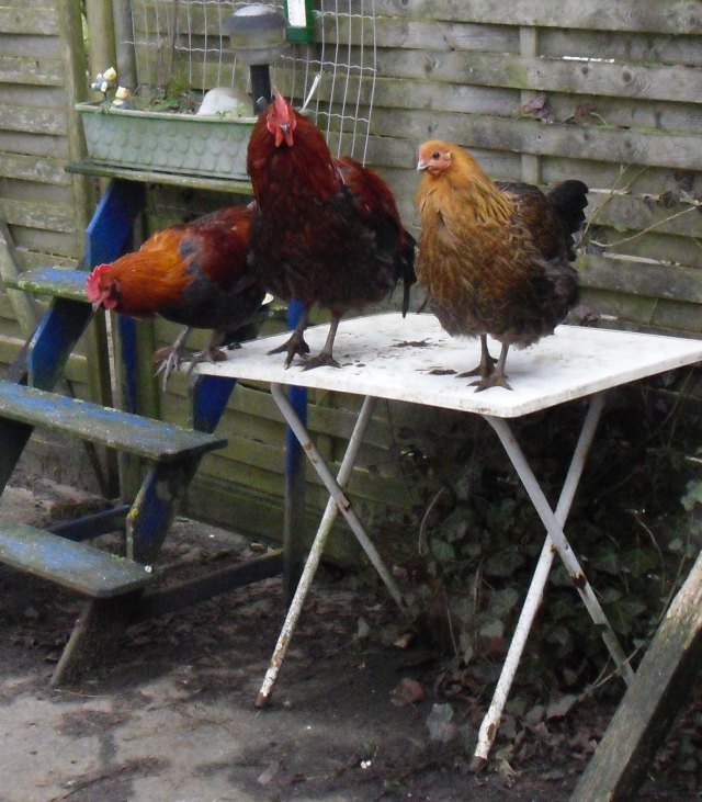 Hühner-a-d-Tisch