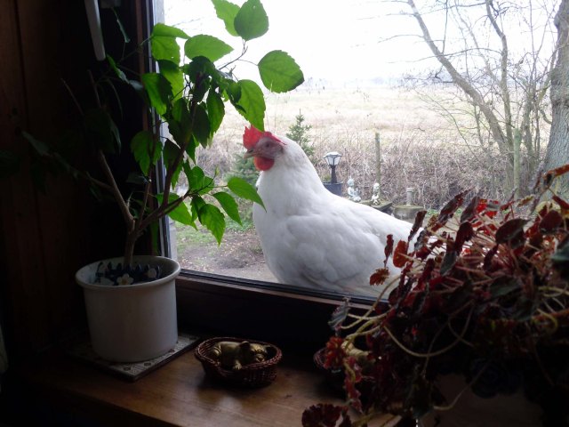 Ital-Rocker-Fenster-2