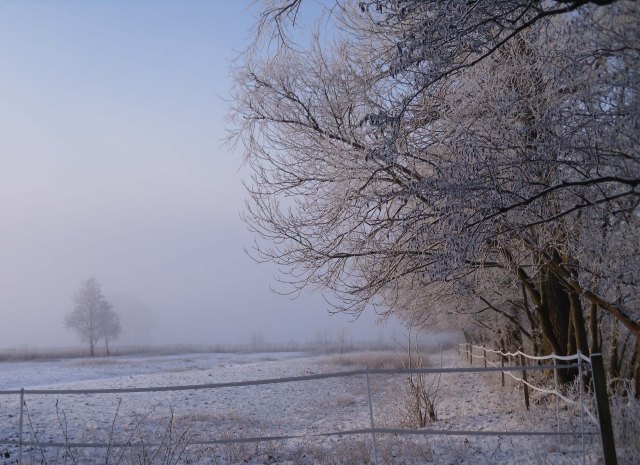 Winter-Jan-2013-Nebel