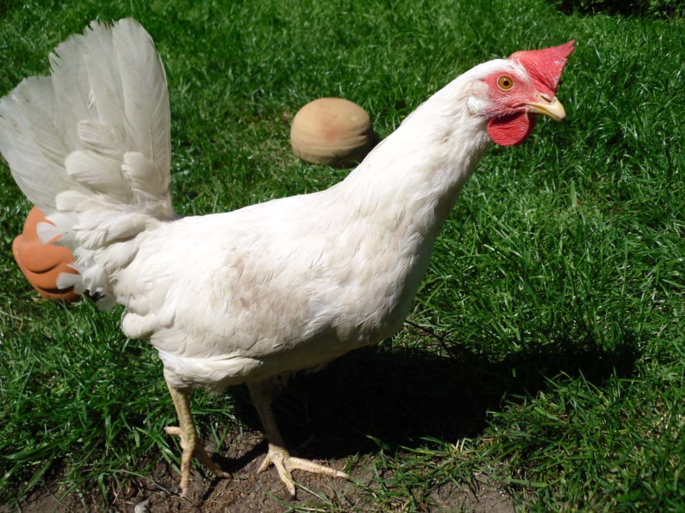 Wollte-Tonvogel-fotografieren-2