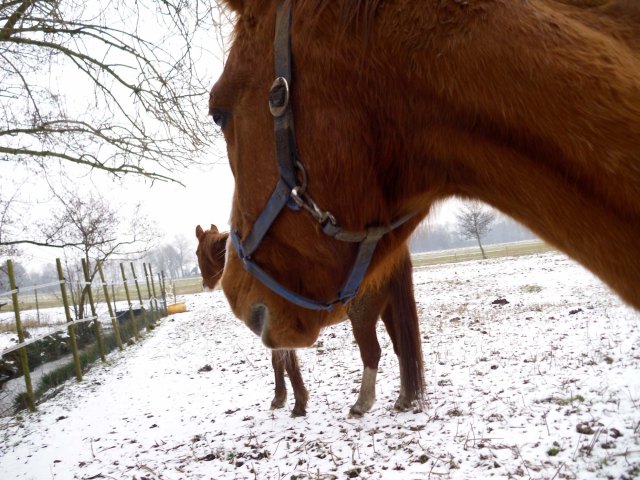 Pferde-i-Schnee-Köpfe