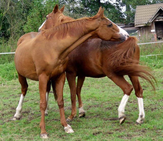 Pferde-beide