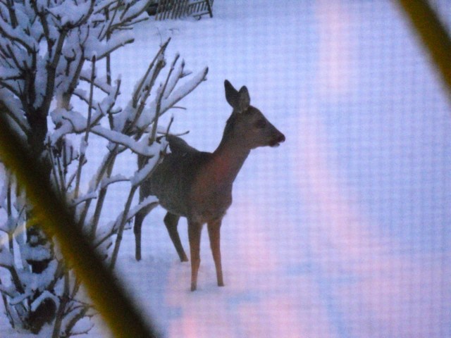 Reh-im-Garten-d-13.12.2010