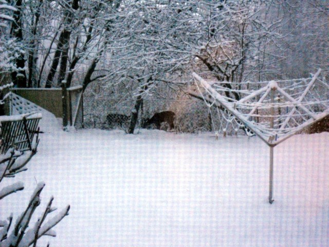 Reh-im-Garten-j-13.12.2010