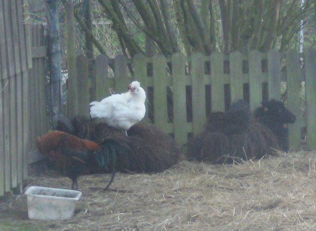 Schafe-u-Hühner-Mai-2013-b