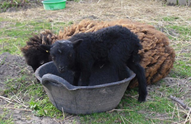 Thekla-i-d-Schüssel-06.05.2013-d