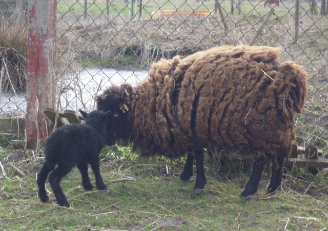 Tine-u-Tekla-02.05.2013-b