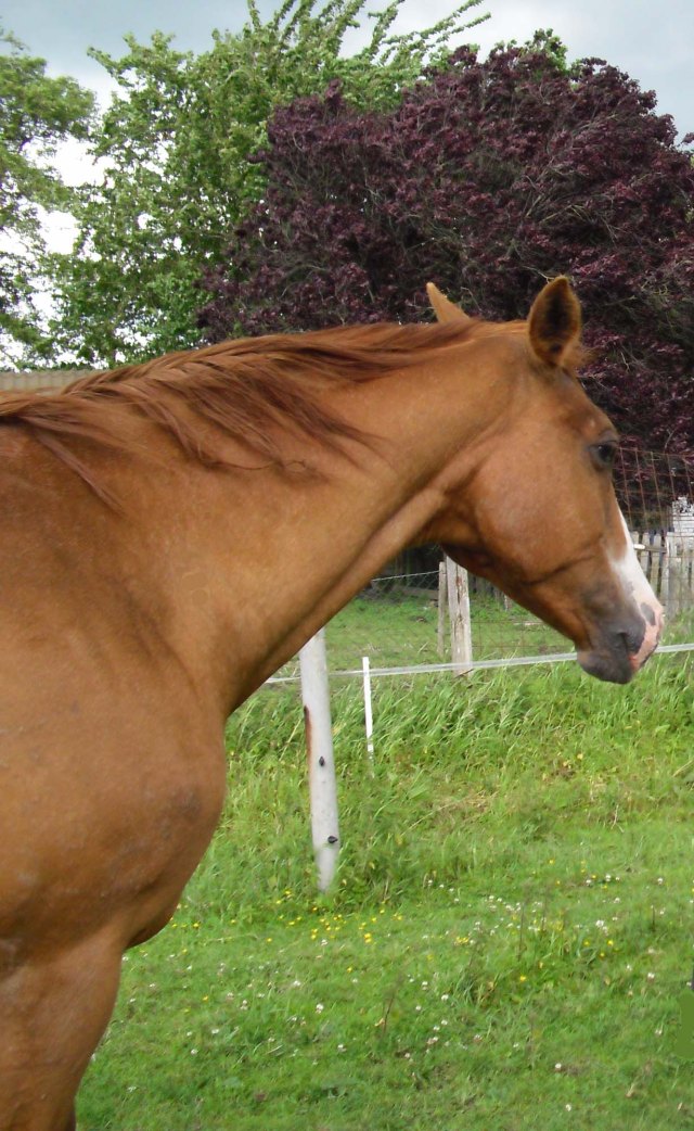 Miranda-23.06.2013-b