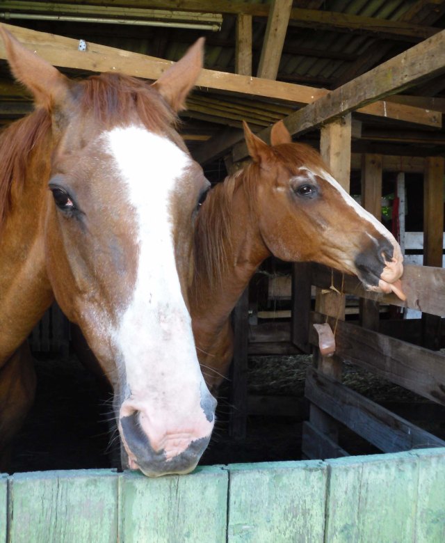 Pferde-Stall-18.07.2013