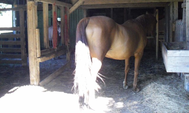 Schlafen-im-Stall-Juli-2013