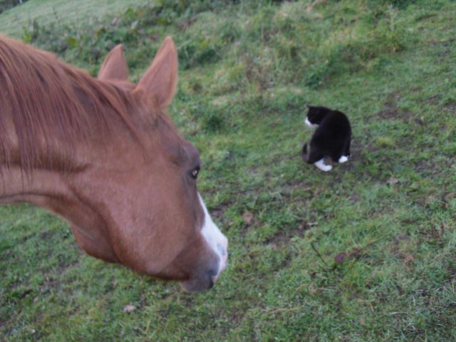 Pisa-Miranda-Okt-2013