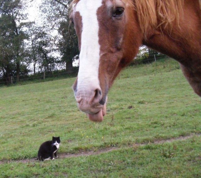 Pisa-Pferde-Okt-21013-g