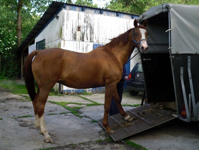 Miranda-geht-a-d-Hänger