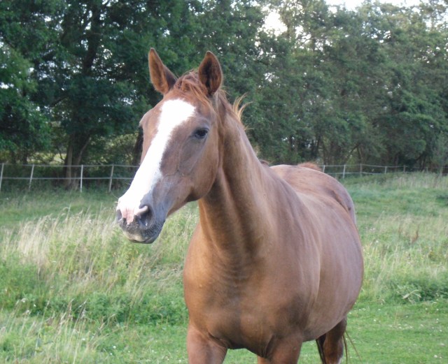 August-2014-Pferde-Miranda-edel