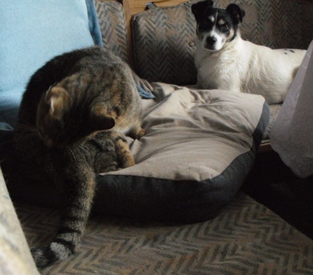 Mary-Campa-27.11.2014-d