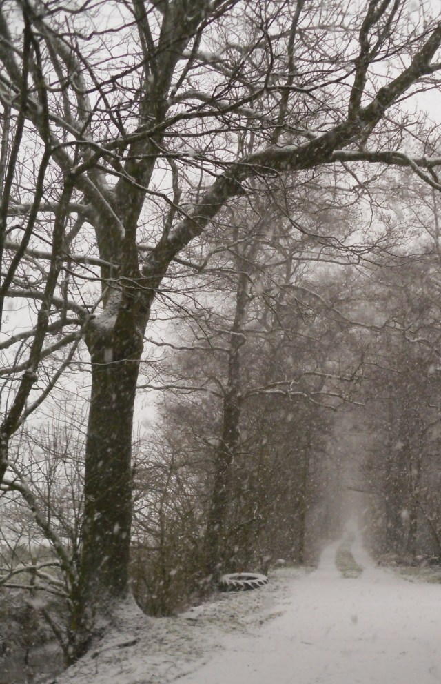 Schnee-24.01.2015-Gestöber-2