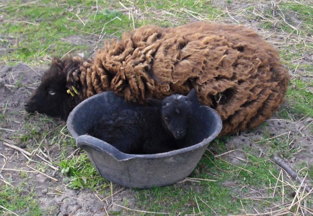 Thekla-i-d-Schüssel-06.05.2013-a