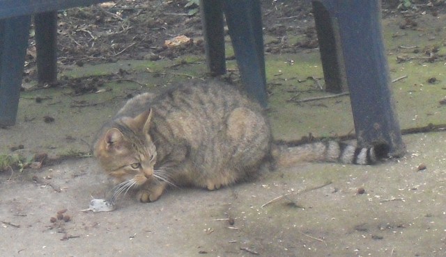 Mary-m-Maus-Feb-2015