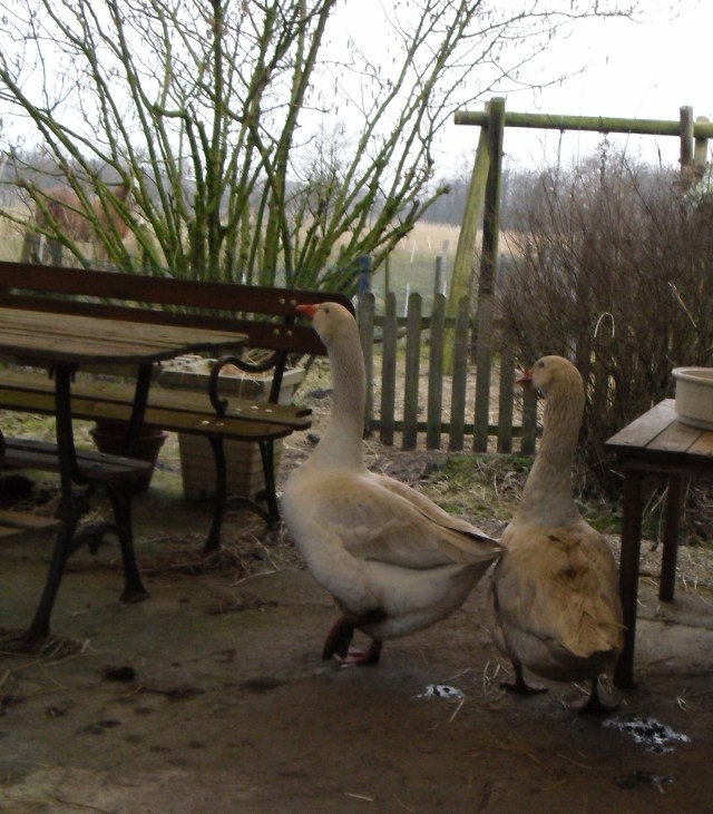 Gänse-15-03-2015-a