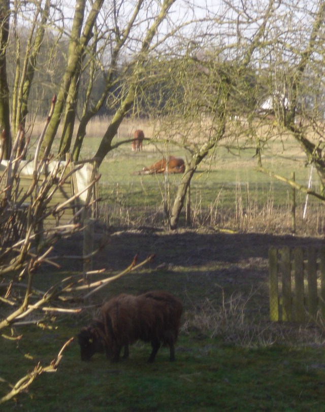 Schläft-auf-Seite-1