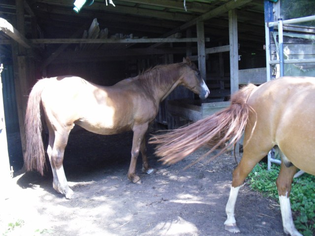 Im-Stall-07.07.2015-b