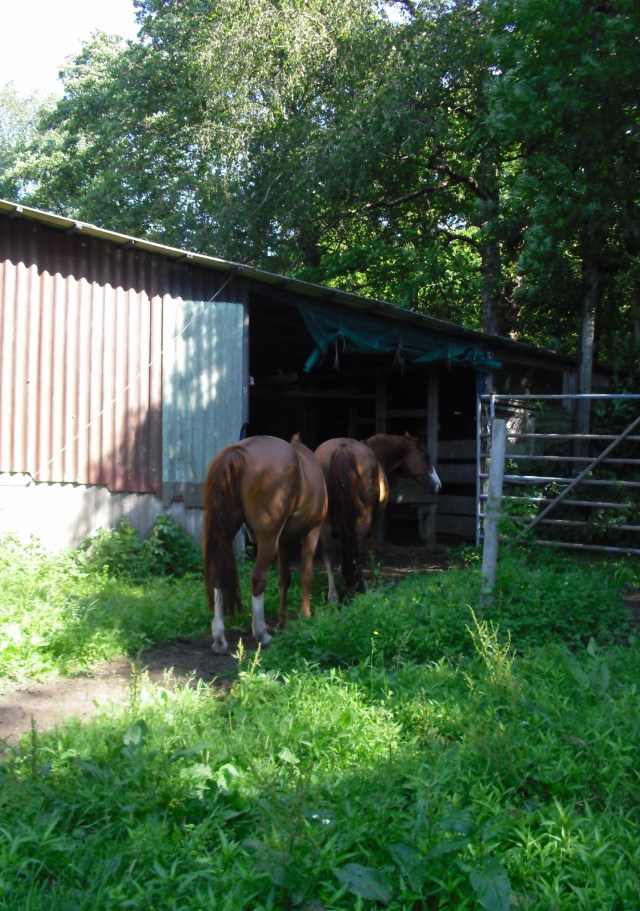 In-d-Stall-07.07.2015-a