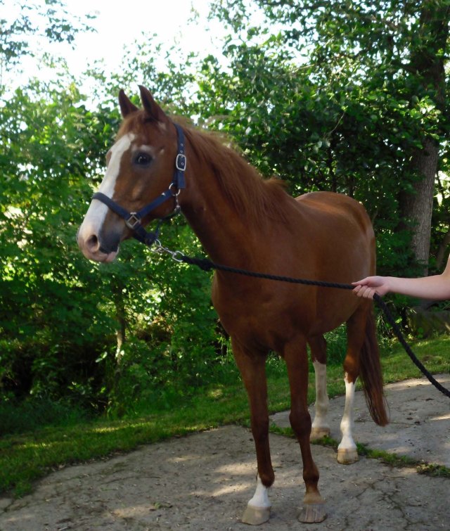 Bachus-vertritt-s-d-Beine-5