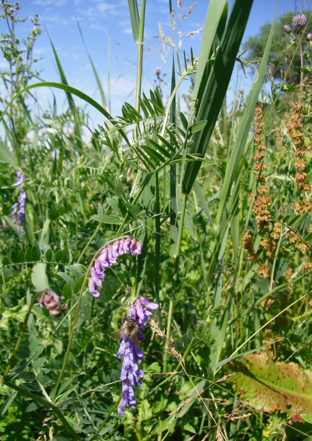 Landschaft-07.07.2015-c