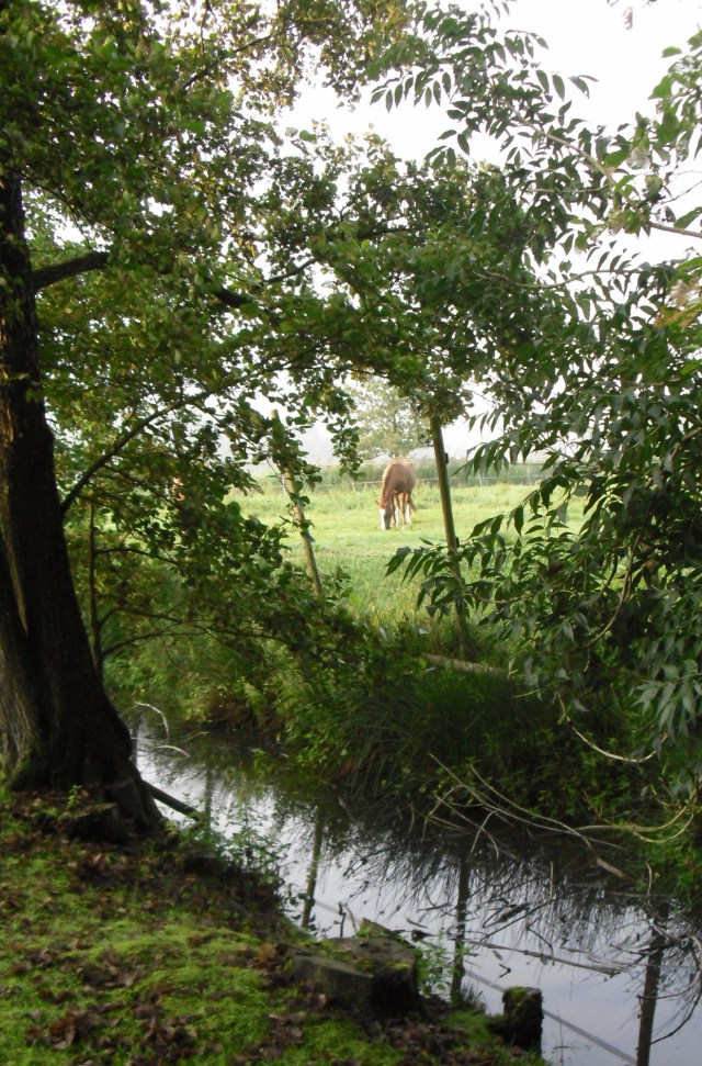 Miranda-20.08.2015-a