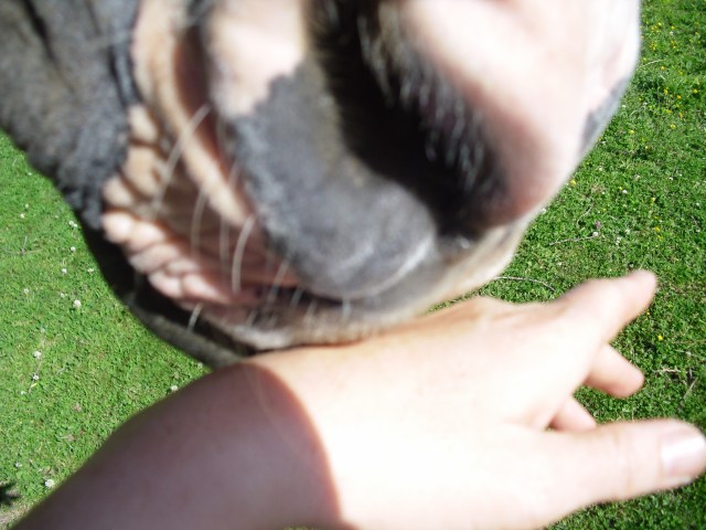 Miranda-Nase-a-07.06.2015