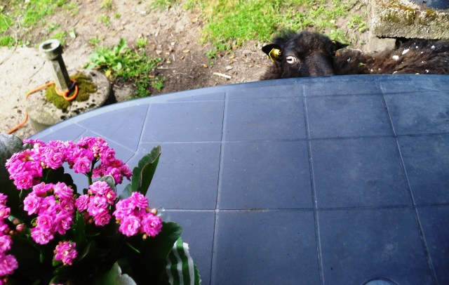 Ante-guckt-über-Tisch