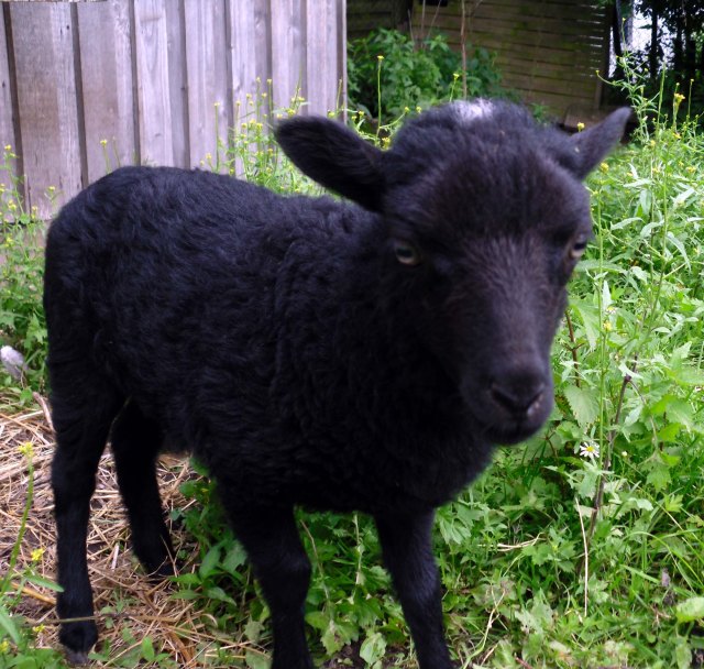 Antonia-08.07.2011-b