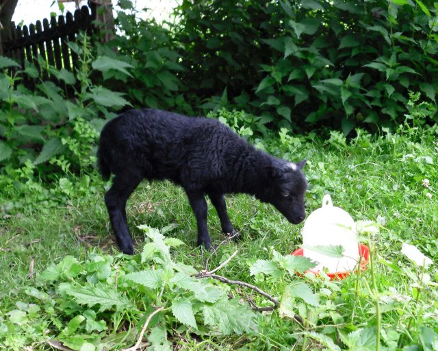 Antonia-26.06.2011-a-d-Kükentränke