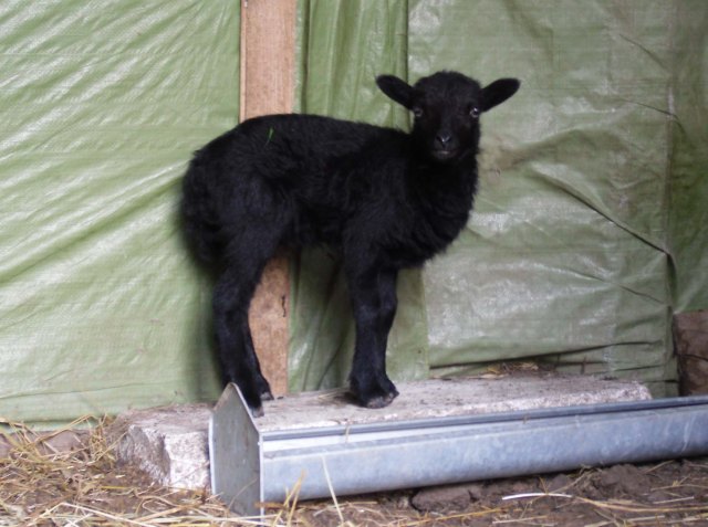 Antonia-e-17.06.2011