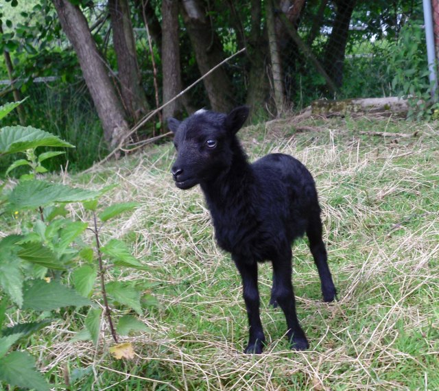 Antonia-f-17.06.2011