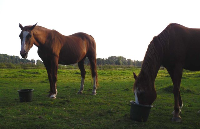 Miranda-Bachus-Müsli-3