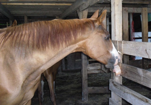 Salzleckstein-Miranda-2