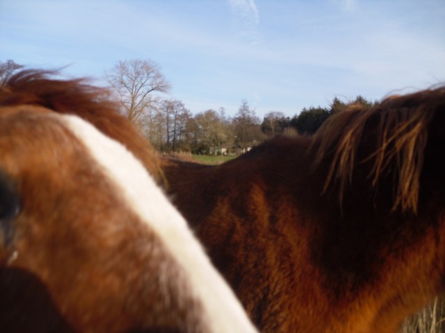 Über-den-Pferderücken-1