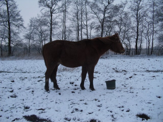 Bachus-Schnee-25-02-16-a