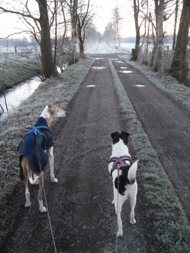 Chica-Campa-16.02.2016-a