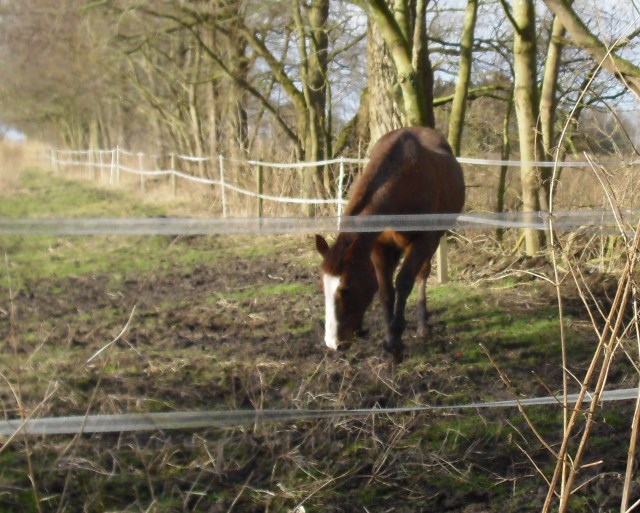 Miranda-23-02.2016-b