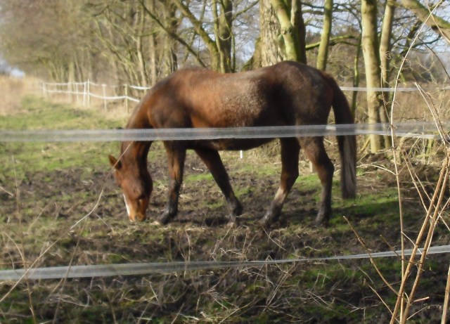 Miranda-23-02.2016-c