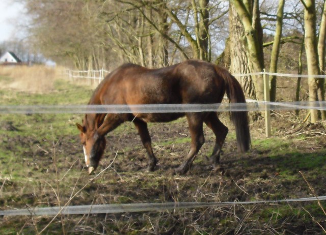 Miranda-23-02.2016-d